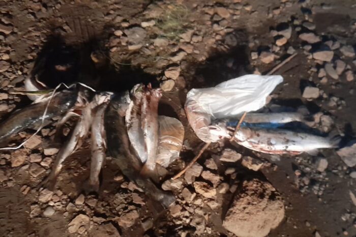 Importante operativo nocturno contra la pesca furtiva en la zona sur