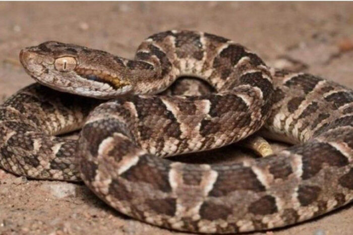 Joven mordido por una yarará en Paso Córdoba: reaparece una especie venenosa tras más de una década en General Roca (VIDEO)
