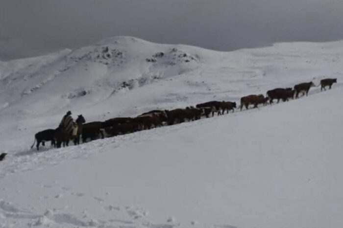 El invierno se adelanta en la Patagonia: nevadas tempranas golpean a los crianceros de Cajón Nuevo y provocan pérdidas de animales