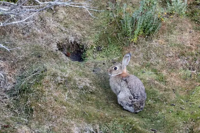 Ambiente y biodiversidad: Actualizan el mapa de distribución del conejo europeo en Neuquén