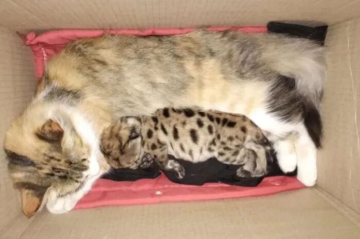 Conmovedor rescate en Nahuel Huapi: una gata doméstica adopta al cachorro de puma que sobrevivió al atropello de su madre en la Ruta 40