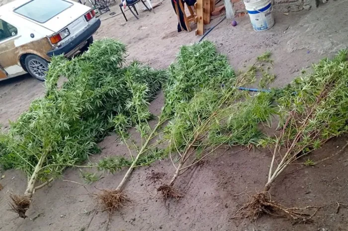 Neuquén capital: Secuestraron plantas de cannabis de 2,70 metros en el barrio Islas Malvinas