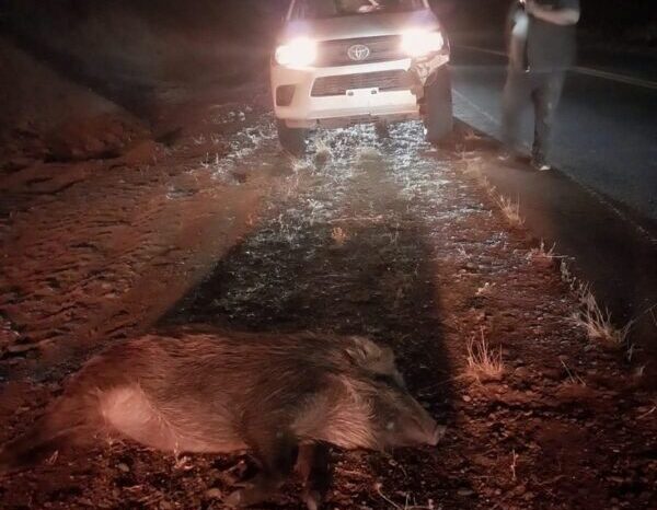 “Fue algo nunca visto”: una manada de más de 20 jabalíes provocó un fuerte accidente cerca de Huarenchenque