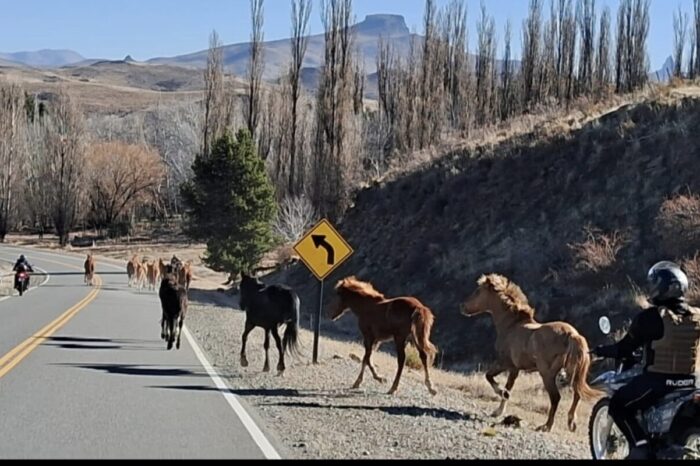 Operativo en Cuesta Pilo-Lil: secuestraron 15 caballos sueltos y refuerzan la prevención de accidentes viales