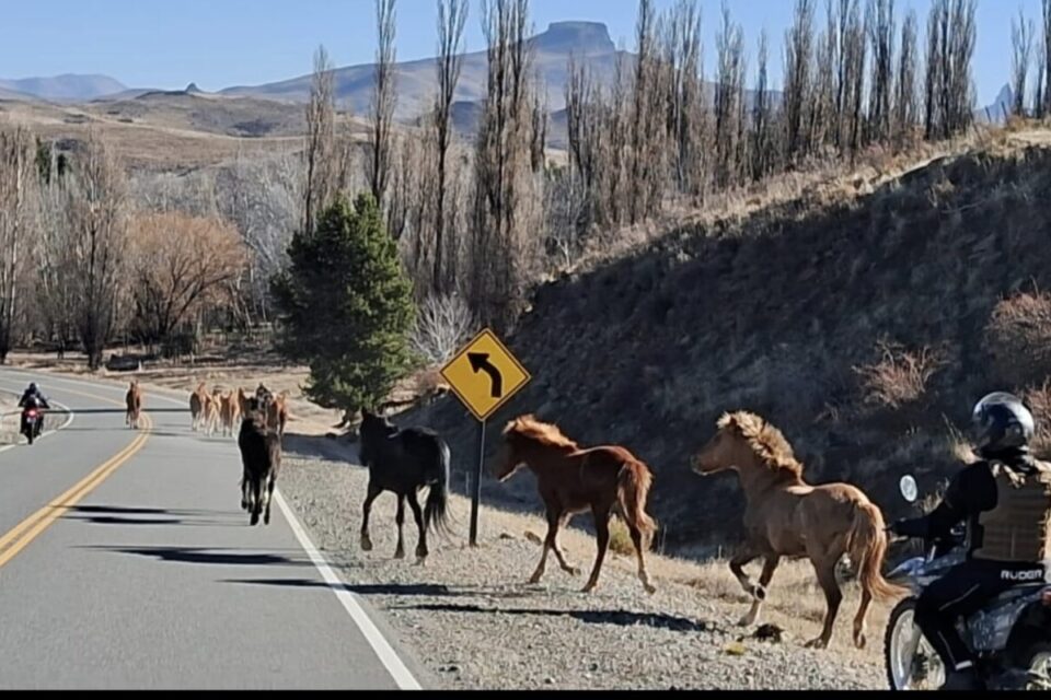 Operativo en Cuesta Pilo-Lil: secuestraron 15 caballos sueltos y refuerzan la prevención de accidentes viales