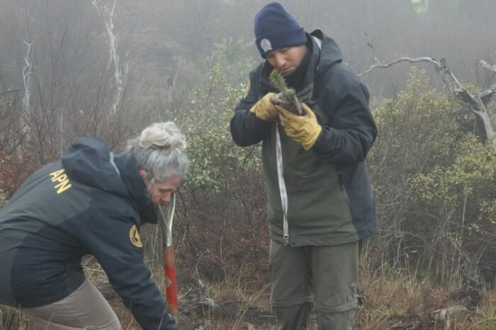 10.000 pehuenes vuelven a crecer junto al Arroyo Correntoso