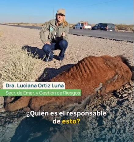 Animales sueltos en rutas: fortalecen acciones conjuntas para prevenir accidentes y proteger vidas en Neuquén