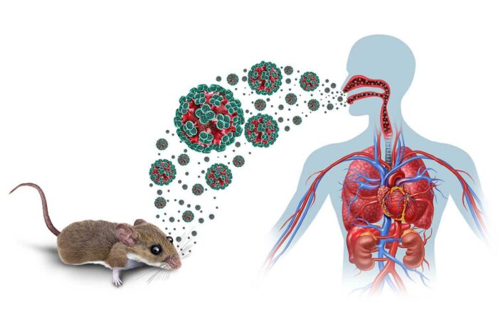 Neuquén profundiza la investigación sobre hantavirus para identificar dónde y cómo circula el virus