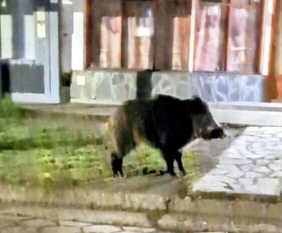 Jabalí merodea por tercera noche el centro de Junín de los Andes: Fauna realizará patrullajes preventivos (VIDEO)