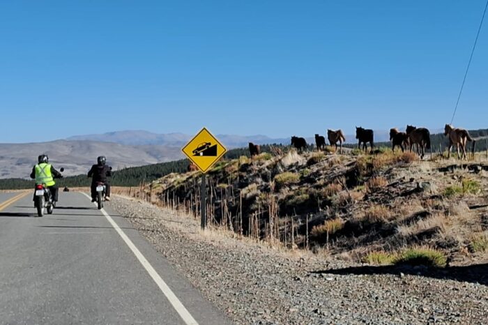 Importante operativo policial para retirar animales sueltos de las rutas y prevenir tragedias en la Región de los Lagos