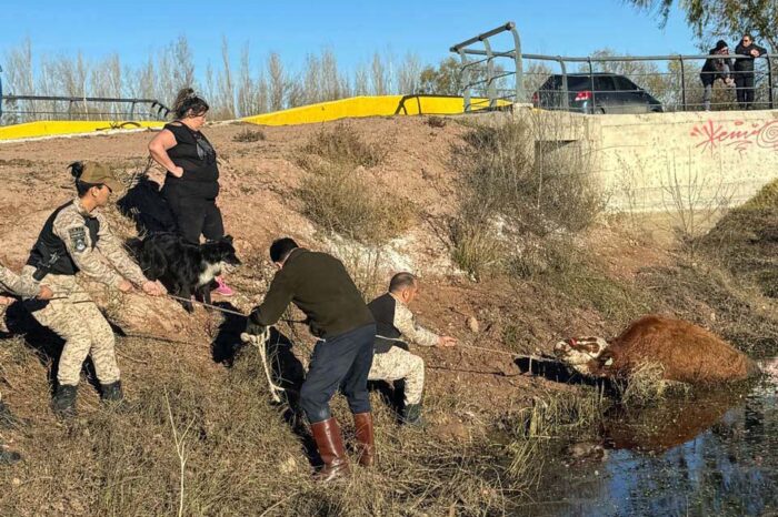Rescate contrarreloj en el río Limay: policías, vecinos y el jefe de la fuerza salvaron a un vacuno empantanado (VIDEO)