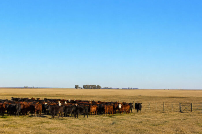 El nuevo boom de los campos ganaderos: qué hay detrás de la suba de precios