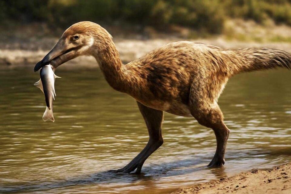 Descubren en Santa Cruz una nueva especie de dinosaurio raptor que vivió hace unos 70 millones de años
