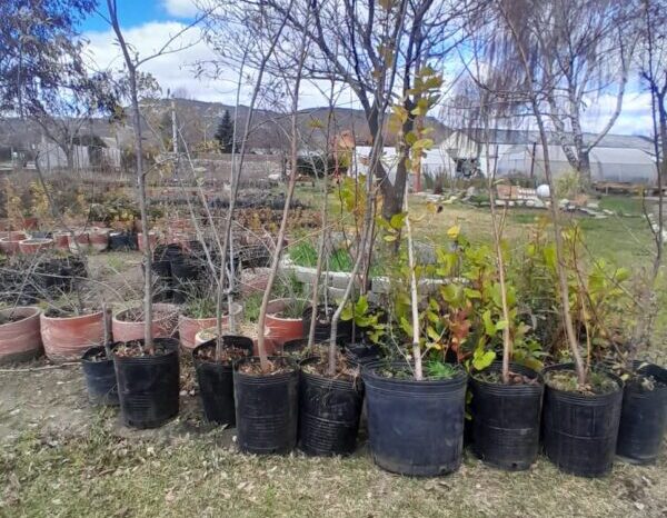 Junín suma nuevas especies nativas para fortalecer sus espacios verdes