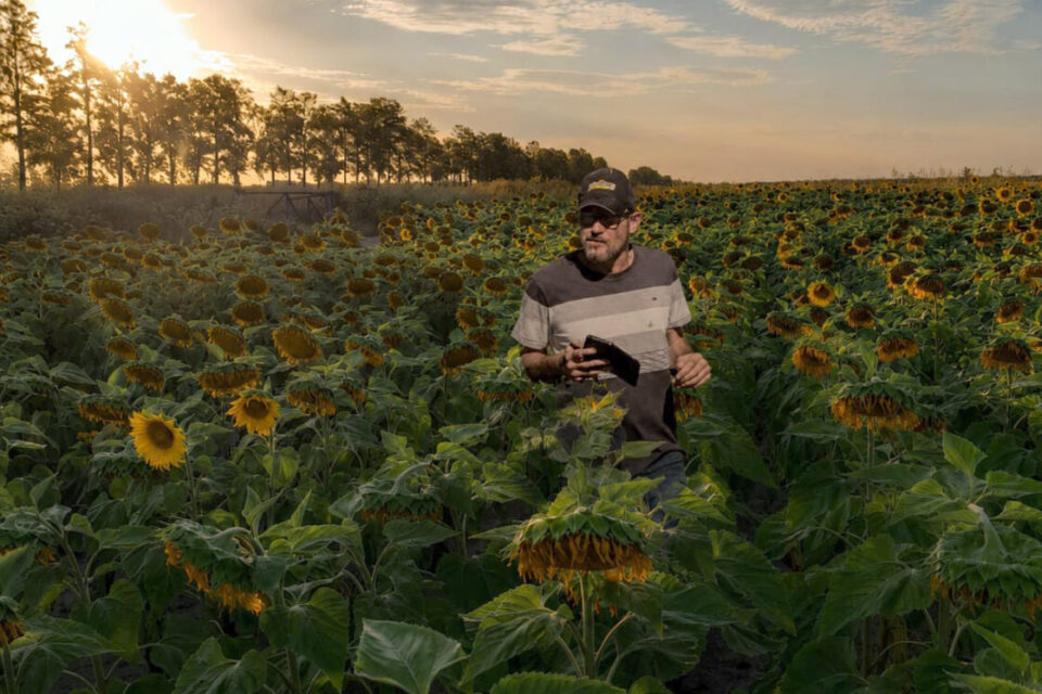 El girasol se posiciona como nueva estrella del agro argentino
