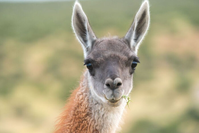 23 de agosto "Día internacional del guanaco": la conservación de una especie emblemática que también se juega en la Patagonia neuquina (video)