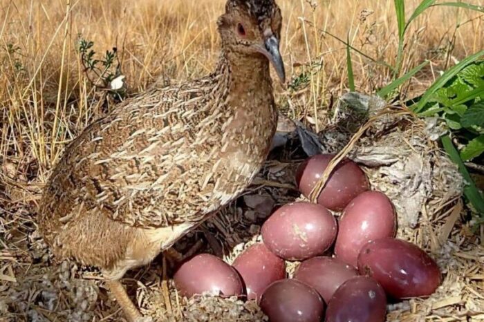 En el corazón del pastizal, una madre deja su tesoro en manos del padre