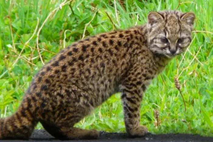 Flora y Fauna: El gato huiña, uno de los felinos más pequeños del mundo