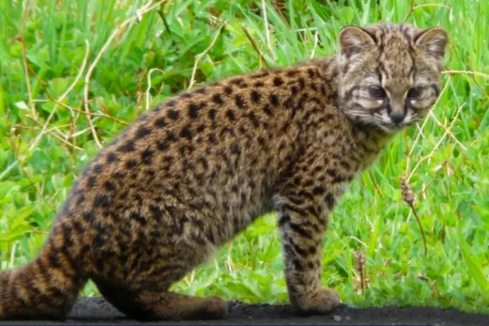 Flora y Fauna: El gato huiña, uno de los felinos más pequeños del mundo