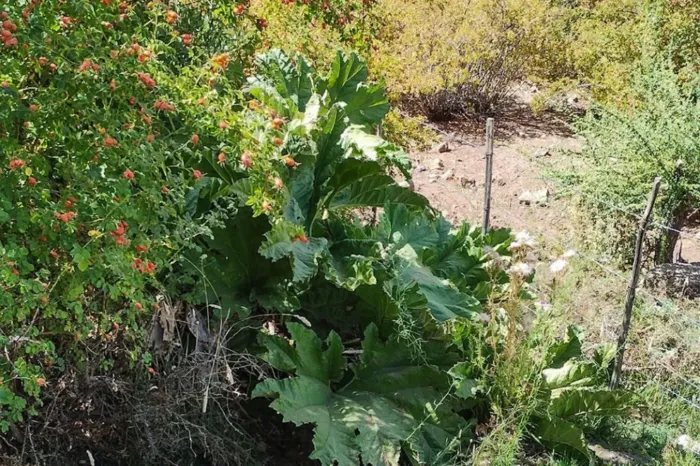 Nalca: la planta nativa del Norte Neuquino que une medicina popular, cultura y conservación