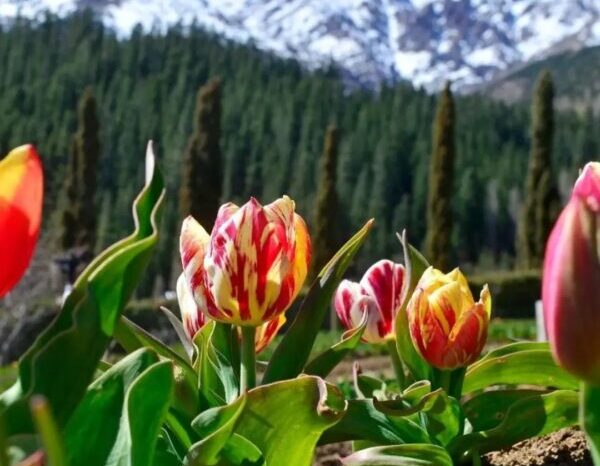 Huinganco florece en primavera y regala la postal más esperada del Alto Neuquén
